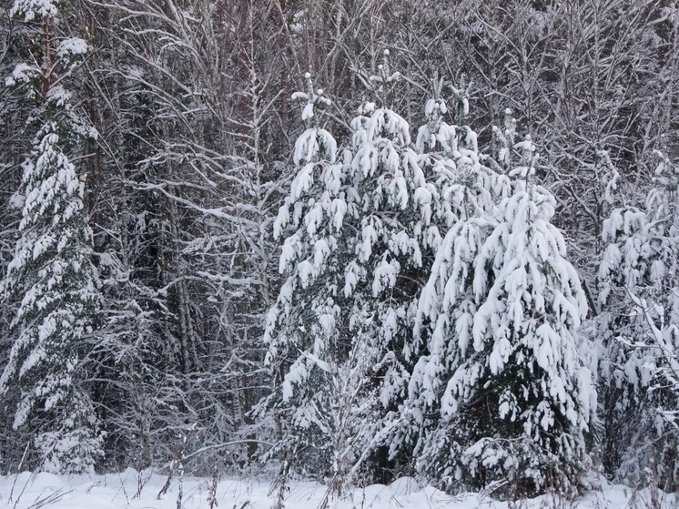     Фото: Ольга Калинина, соцсеть «ВКонтакте», Приокско-Террасный заповедник