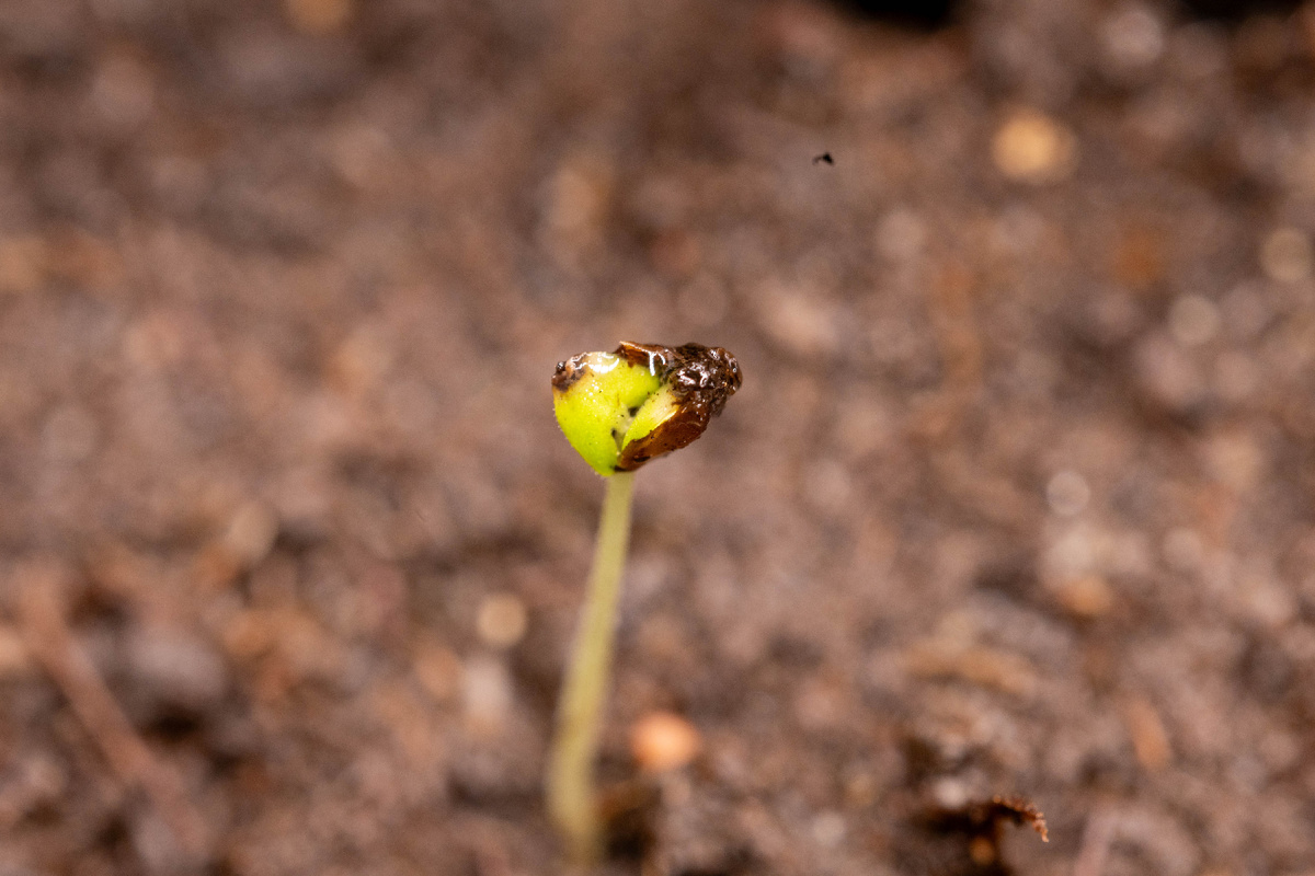 Ростки тонки и микроскопичны - но фото как всегда настоящее