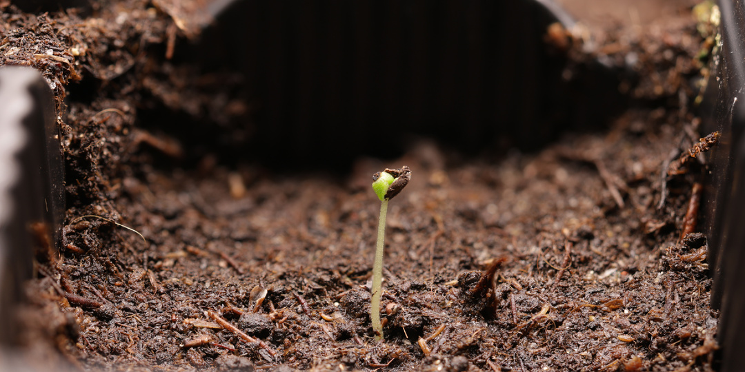 Личный опыт: как мне удалось получить всходы лаванды за 2 недели (и без холодильника!)