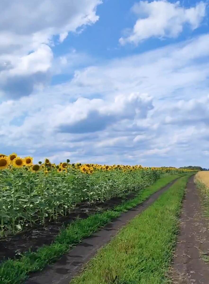 Дорога во Львовку. Фото Н. Е. Паншиной 