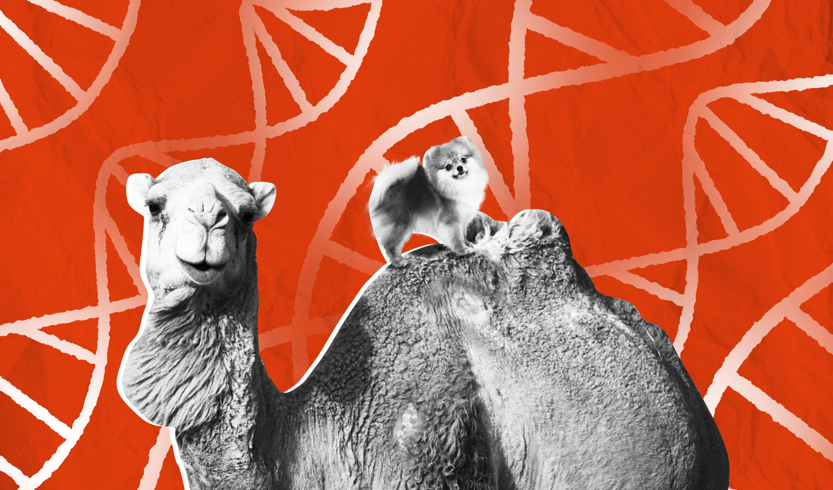     Коллаж «Постньюс»