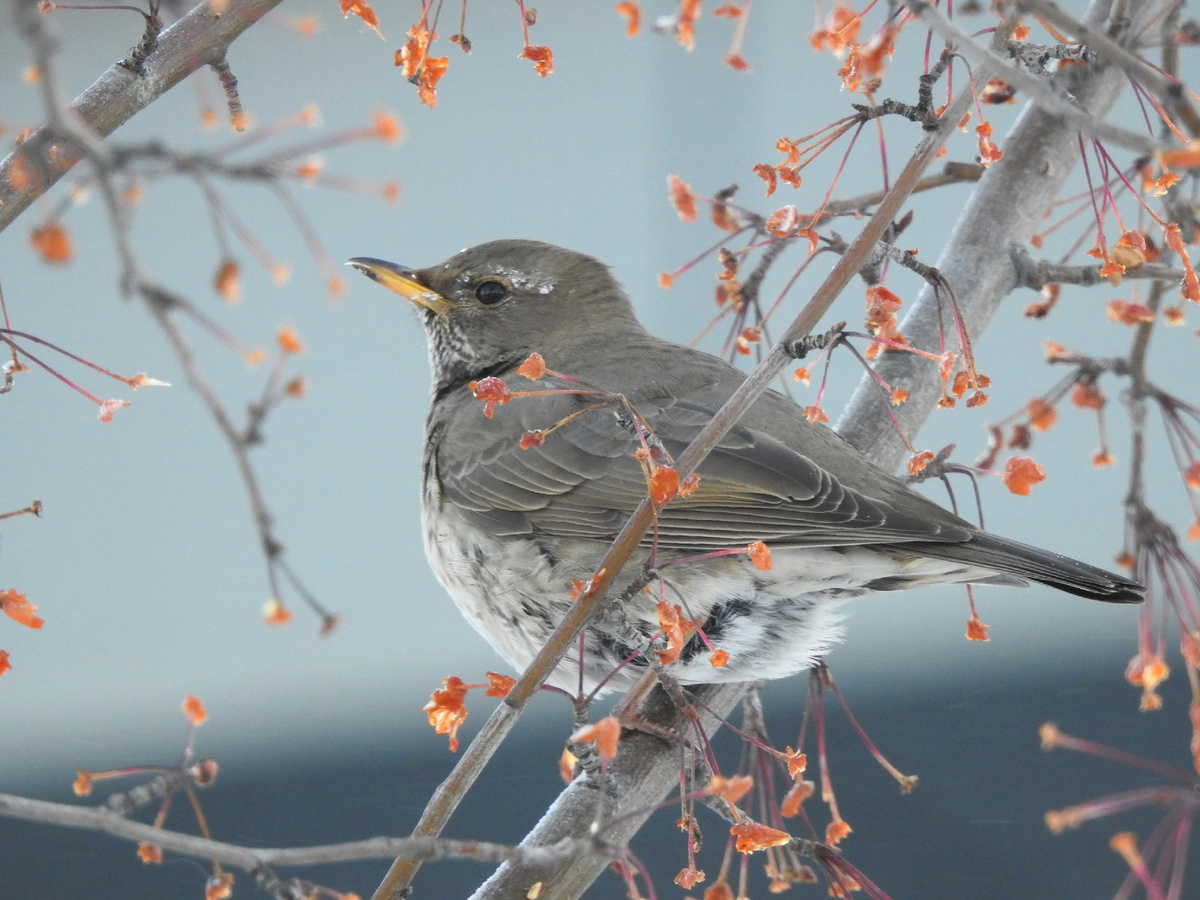 Чернозобый дрозд, фото автора