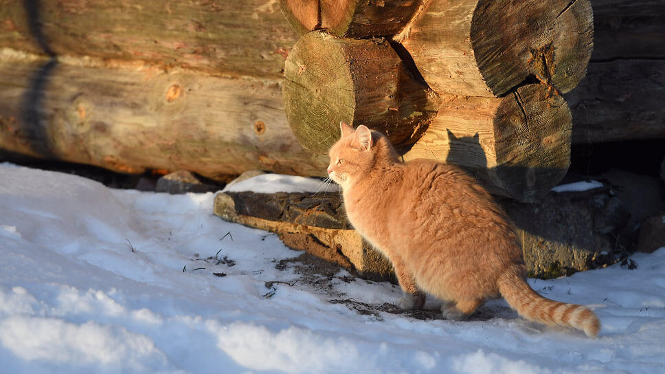 Фото: Александр Казаков / Коммерсантъ