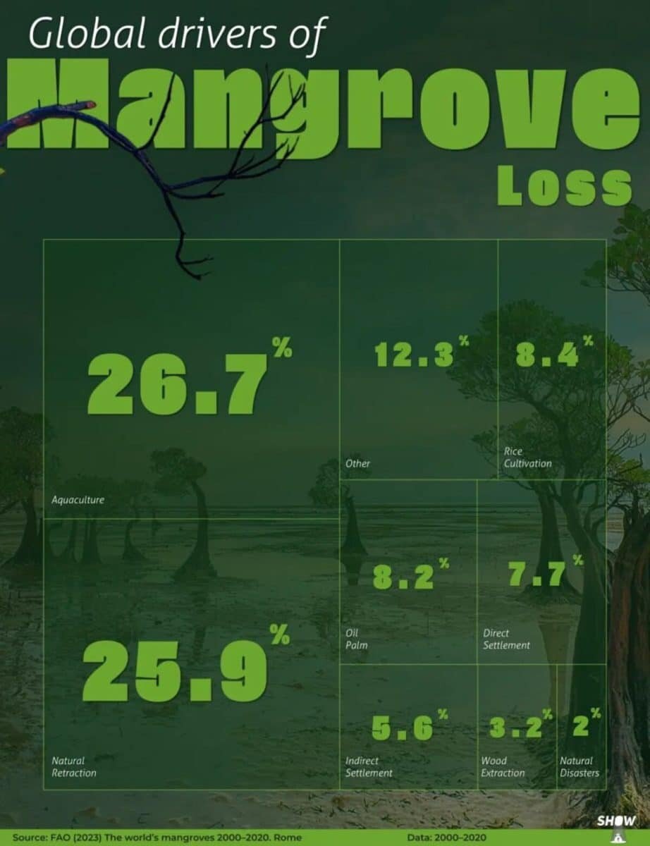    Инфографика: факторы утраты мангровых экосистем / © Voronoi