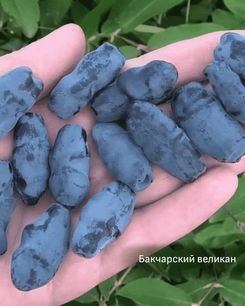 Жимолость Великан