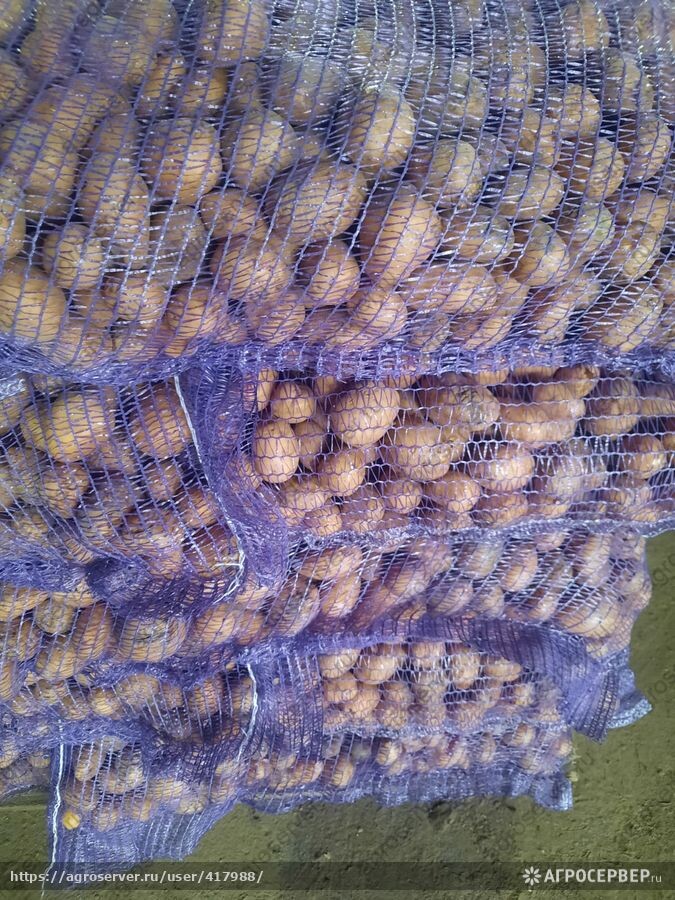 Бюджетный картофель