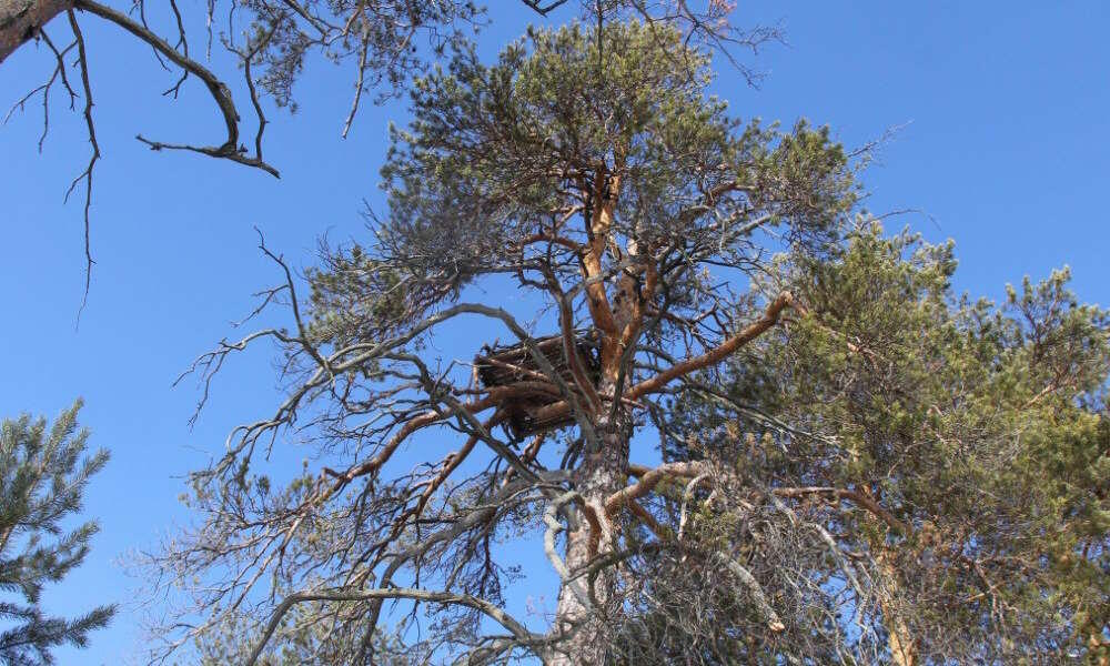 
 
 Все работы будет проводить команда под руководством орнитологов кафедры зоологии позвоночных и экологии биологического факультета ПГНИУ – доцента кафедры Галины Матвеевой и ассистента Романа Харина. Руководители проекта отмечают, что обычно беркут устраивает свои массивные гнезда только на высоких деревьях, возрастом более 100 лет, но в результате сплошных рубок леса, пожаров и ветровалов таких деревьев на подходящих территориях для гнездования практически не осталось.
 
 За последние 40 лет численность беркута в Пермском крае сократилась в 5 раз, с 12 до 2-3 гнездящихся пар. Наибольшая плотность гнездования беркута ранее наблюдалась в Гайнском округе, поэтому данный проект будет реализован именно на этой территории. В 2024 году были установлены пять гнездовых платформ для беркутов или других хищных птиц. Они разместились на севере края - в биологических заказниках «Березниковский» и «Северный олень». Сколько платформ будет установлено в этом году, пока уточняется. 
]]>