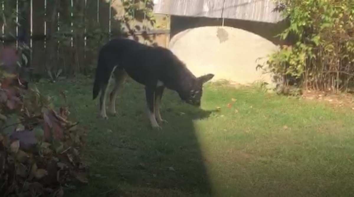 Это, кстати, я на передержке. За некоторое время до того, как попал на фестиваль. У того человека и в доме жил, и в квартире.