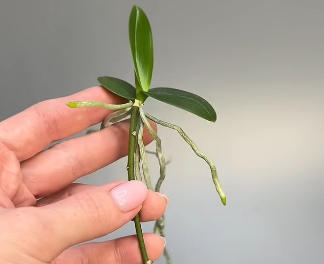 Секрет цветоводов: как размножить Орхидею в домашних условиях