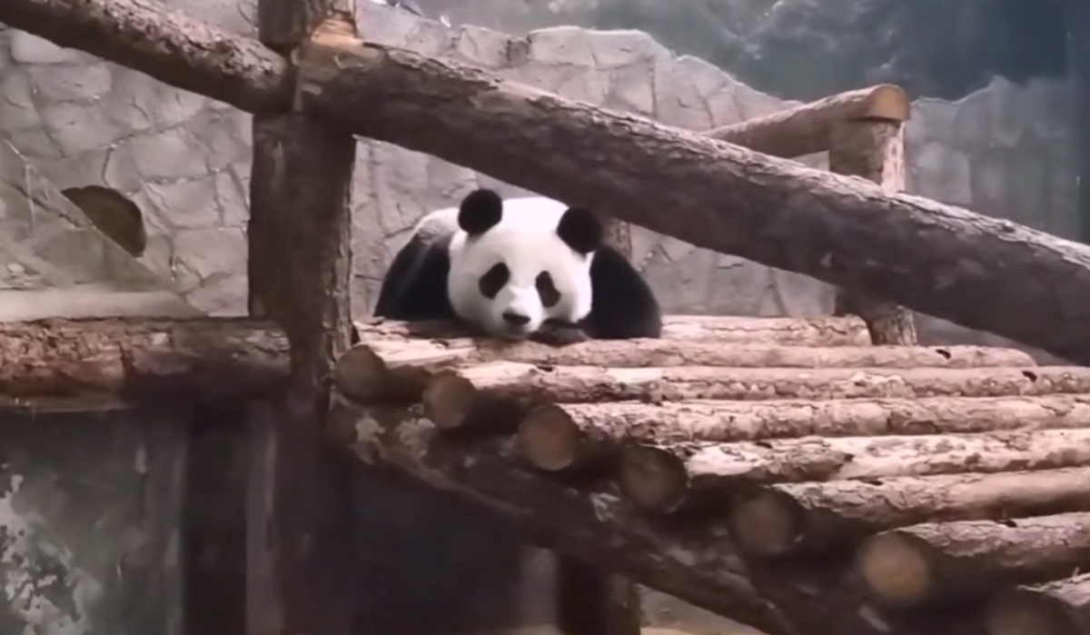     Катюша. Источник: t.me/svetlanaakulova1 Автор фото: Скриншот видео