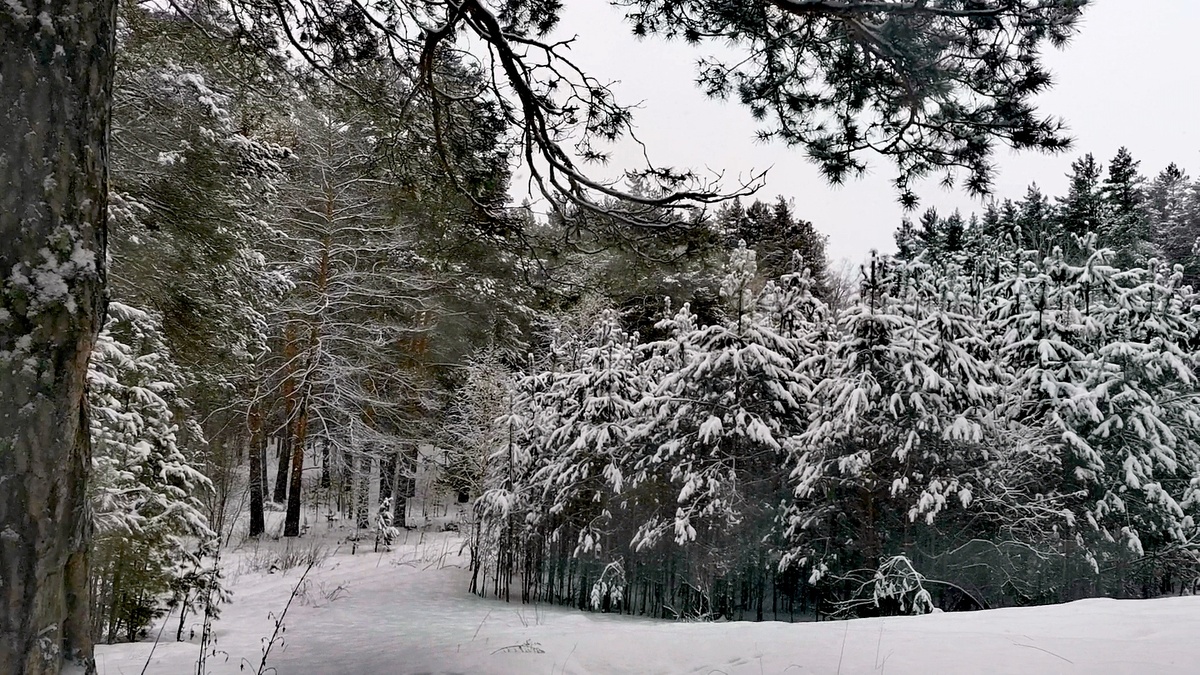 Фото автора. Зимний лес - исключение! 