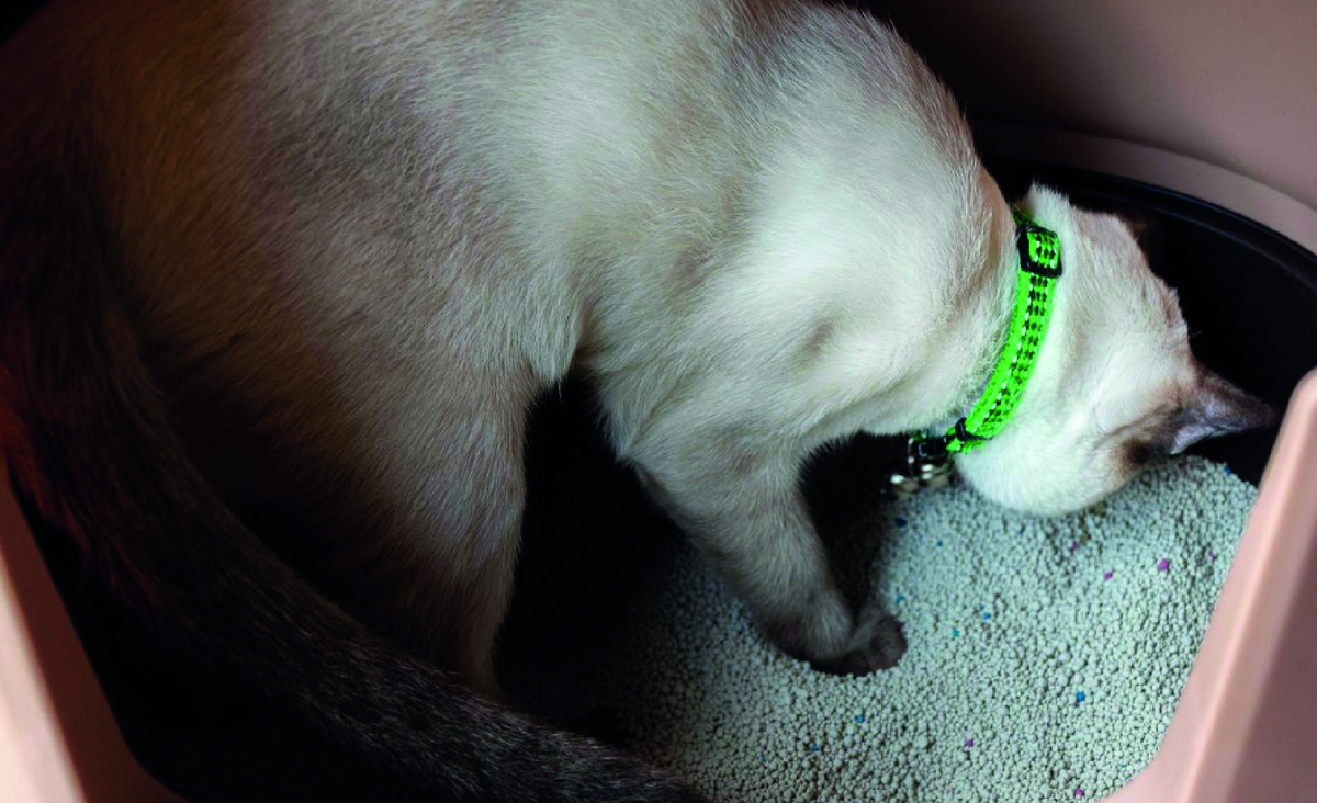 Кот ест наполнитель для туалета. Фото: vecteezy.com, Ratchapon Supprasert.