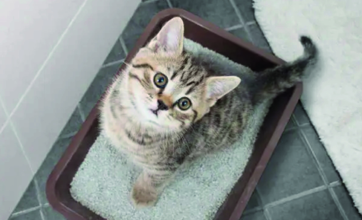 Фото: istockphoto.com, Andrey_Kuzmin.