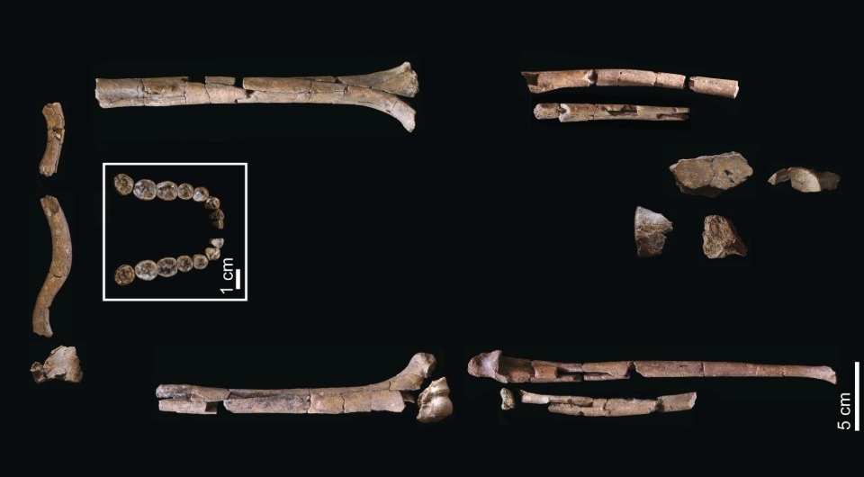   Frederick Grine et al. / The Anatomical Record, 2026