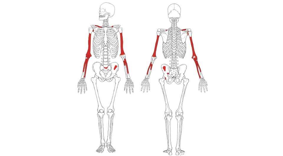   Frederick Grine et al. / The Anatomical Record, 2026