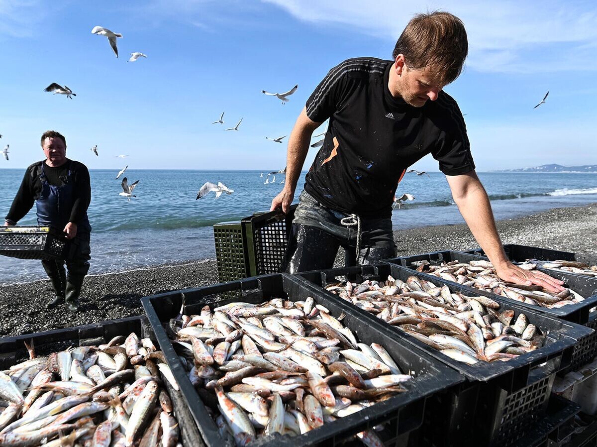    Рыбаки разгружают выловленную рыбу© РИА Новости . Артур Лебедев