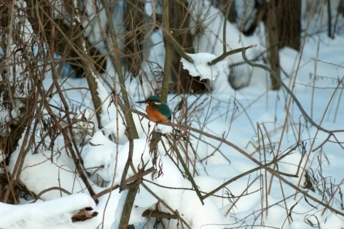    В крещенские морозы в Петербурге заметили тропического красавца — зимородка