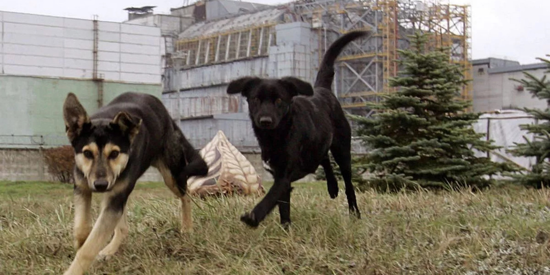 Чернобыль оказался не мёртвым: что стало с животными за 39 лет радиации