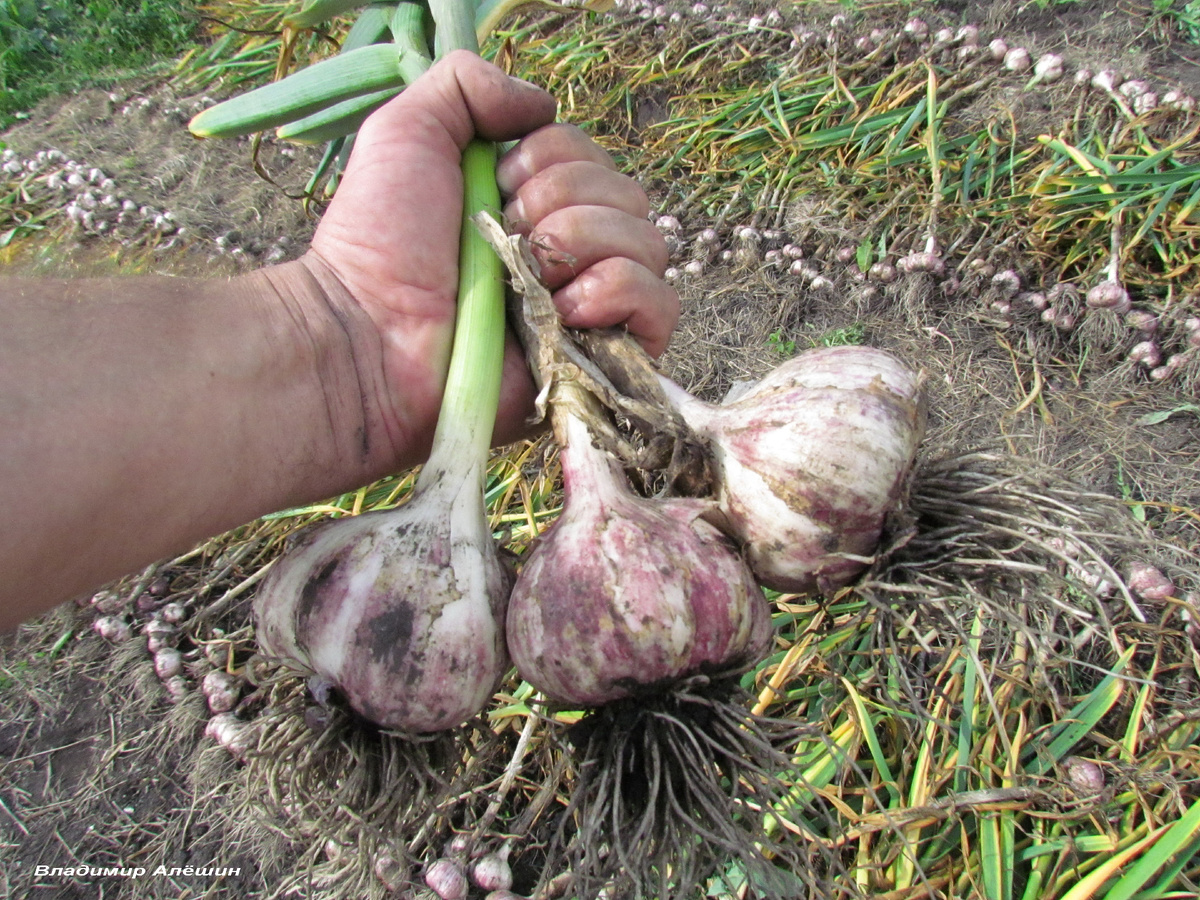 Фото автора