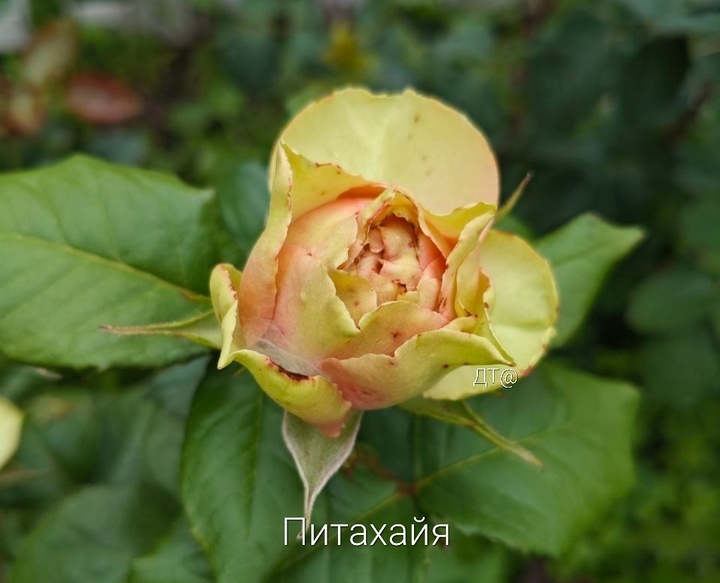 Фото из моего архива