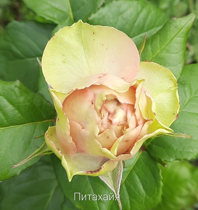 Фото из моего архива