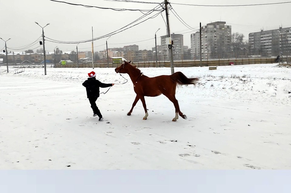    Коню нужно движение. Александр ЖМУЛИН
