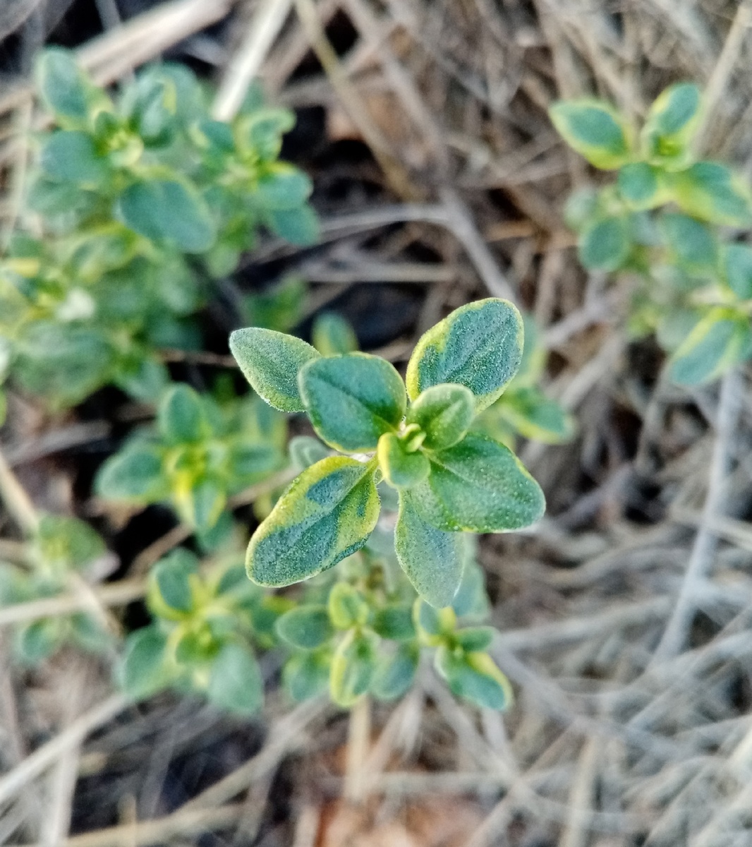 Листочки мелкие, но очень ароматные.