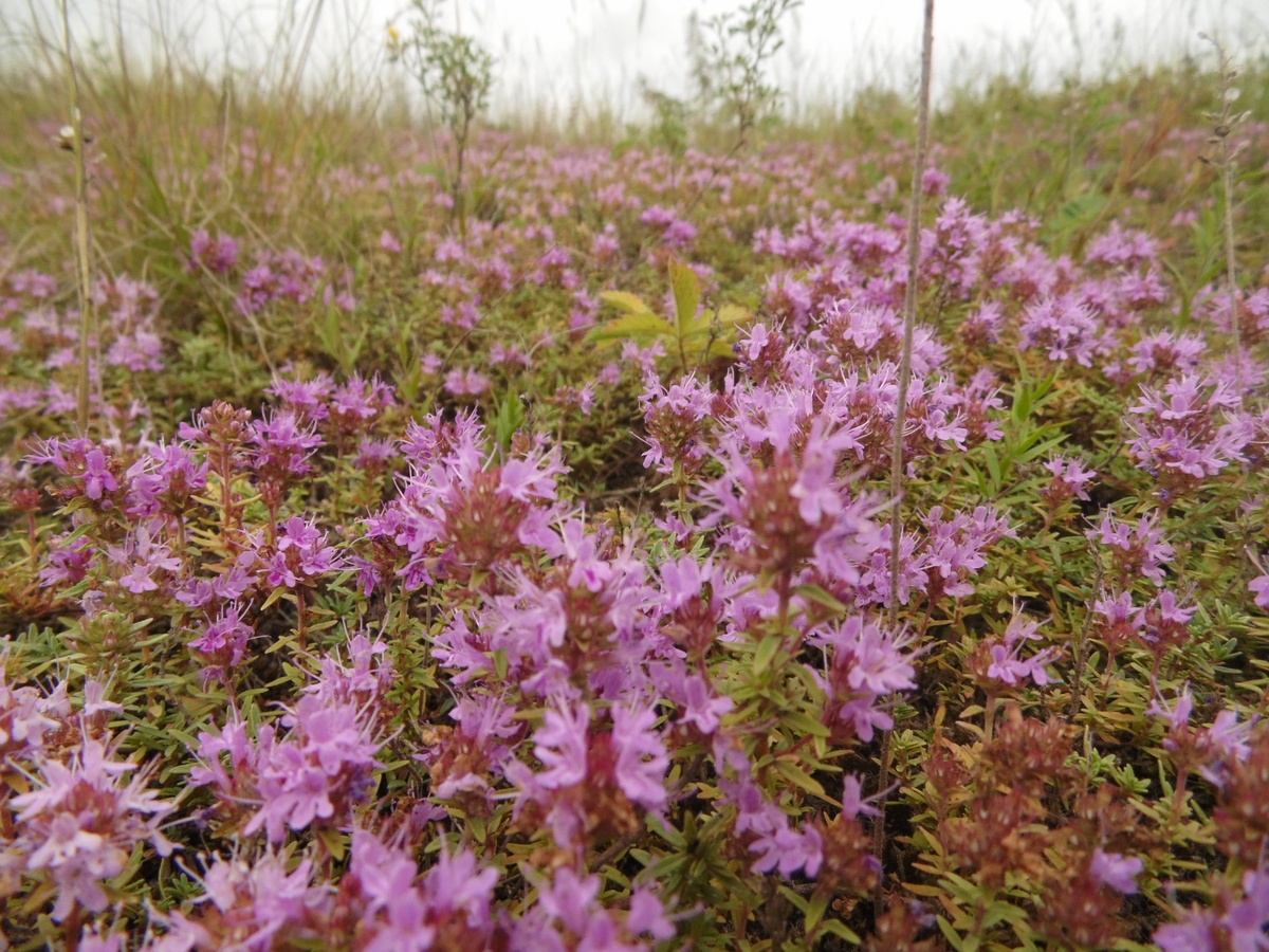 Он же. Так и называется - тимьян известняковый.