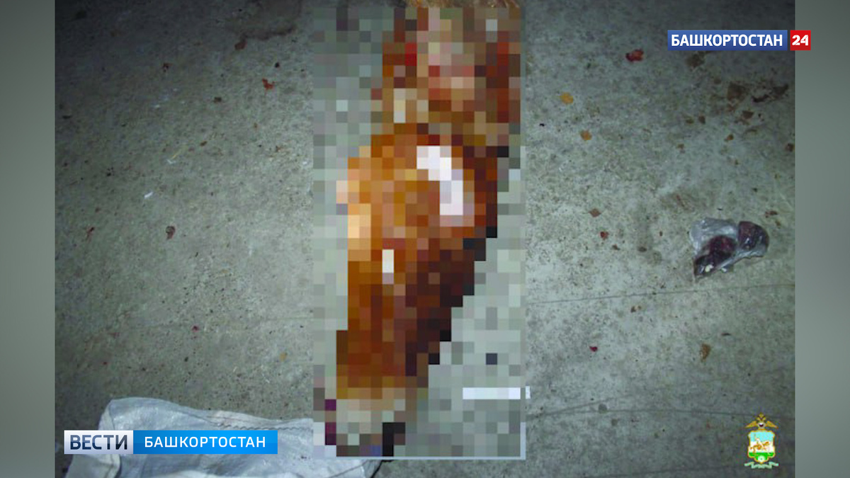    В Башкирии задержаны охотники, застрелившие чужую лошадь