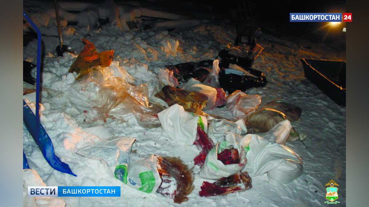    В Башкирии задержаны охотники, застрелившие чужую лошадь