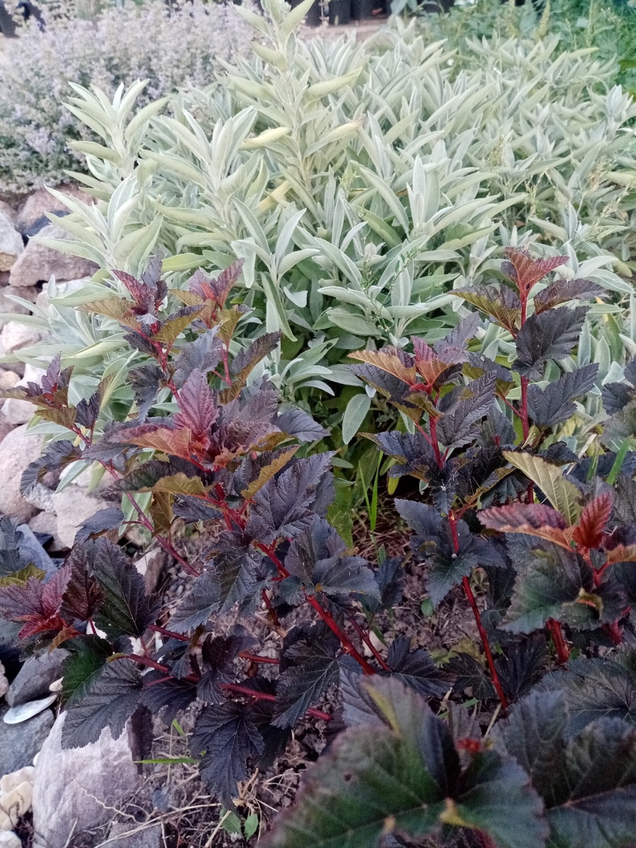 На первом плане Пузыреплодник. За ним шалфей..