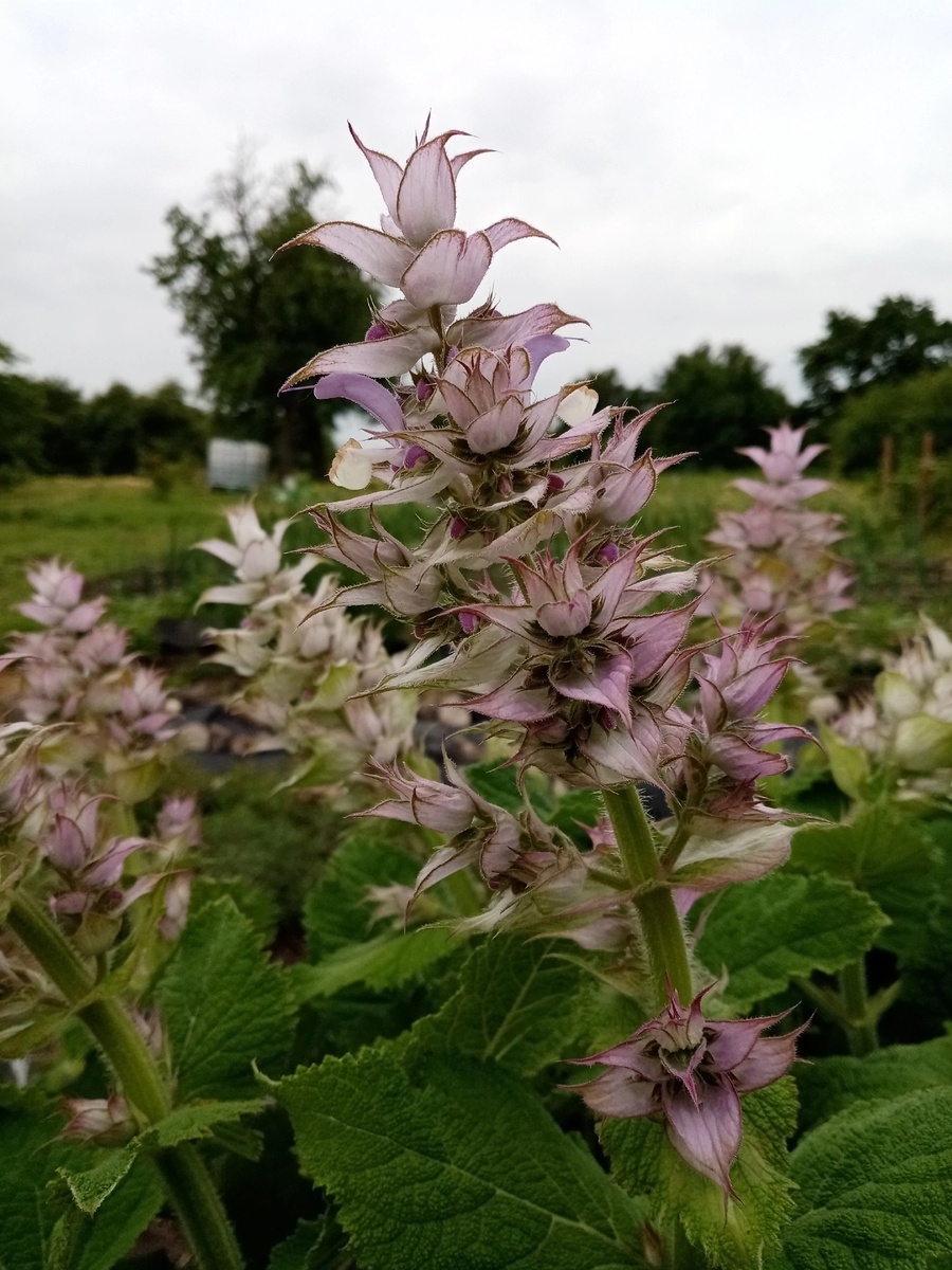 Начало цветения мускатного шалфея.