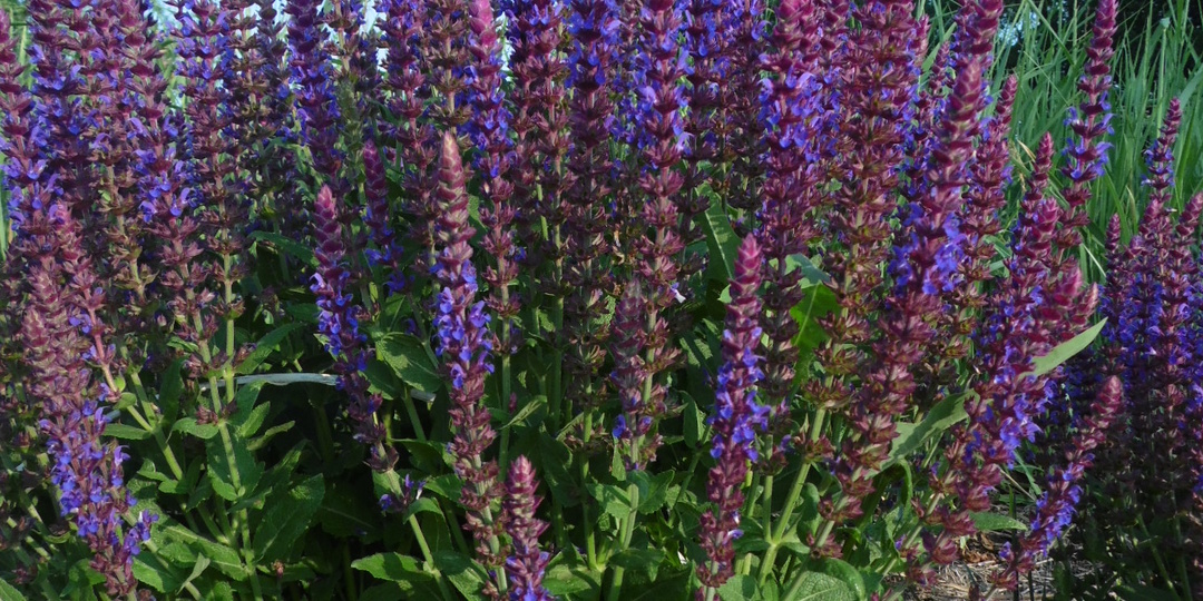 Шалфей - для красоты и здоровья