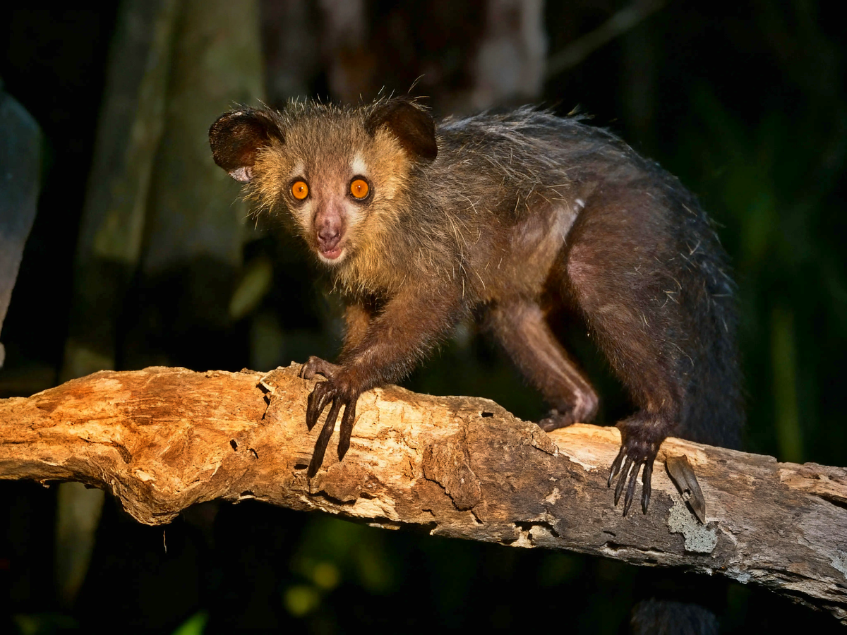 Когда мир говорит «будь как все», эволюция создаёт ай-ай. Его «уродливый» палец — это манифест: специализация важнее симпатии. Выживает не самый милый, а самый точно настроенный на свою задачу.