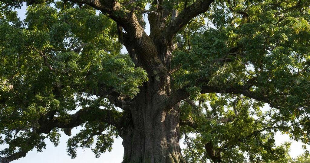 Дуб черешчатый: величественный страж русских лесов