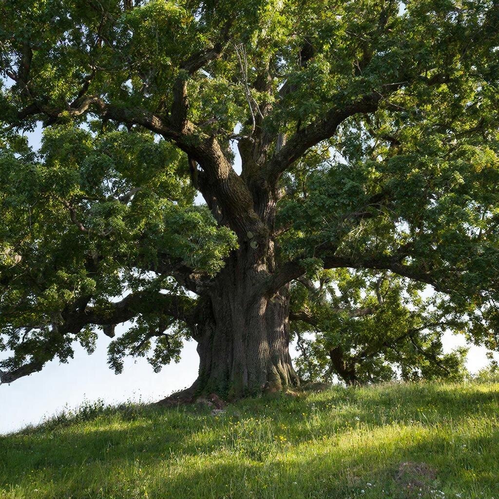 Дуб черешчатый