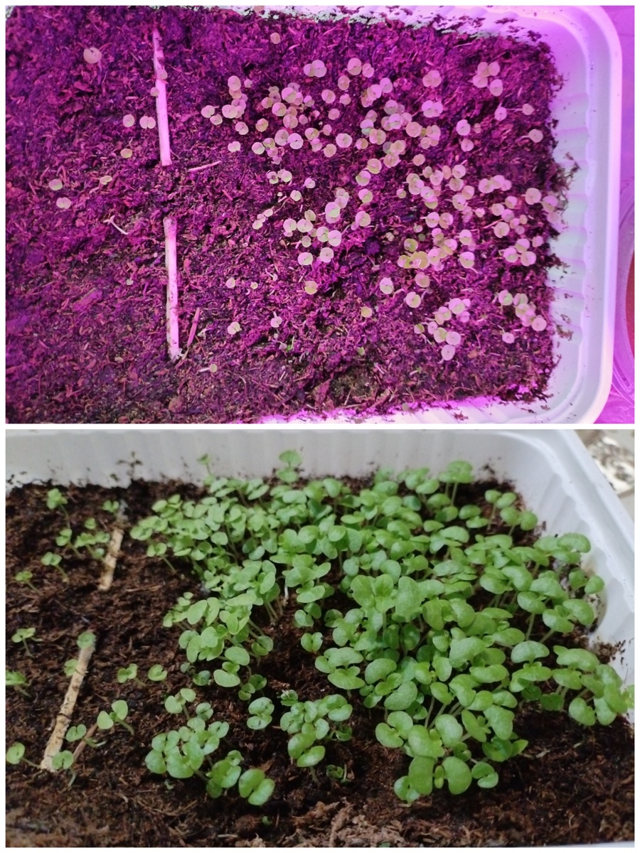 Колеус под фитолампой и уже подросший (внизу)