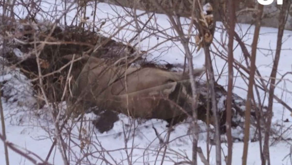    Ural Mash/Телеграм-канал