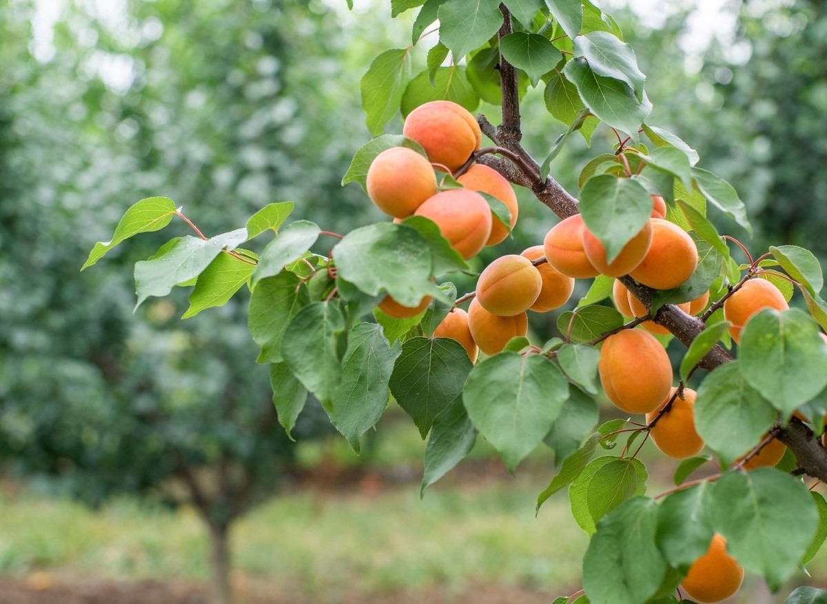Абрикосы. Вдали от города