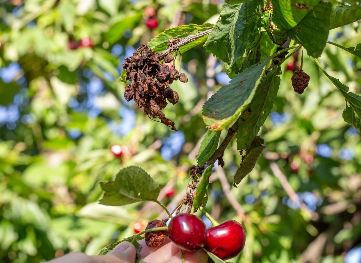 Зараженные, засохшие плоды и коротконогие плоды являются источником заражения монилиозом в следующем сезоне, поэтому их стоит удалять уже в январе, до начала вегетации.