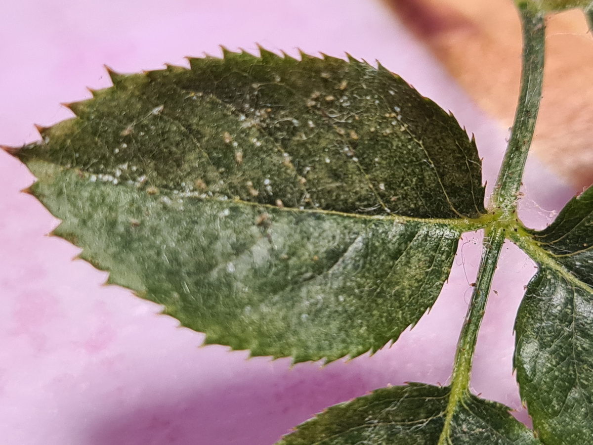 Вот так выглядит лист пораженный паутинным клещом. Фото из личного архива.