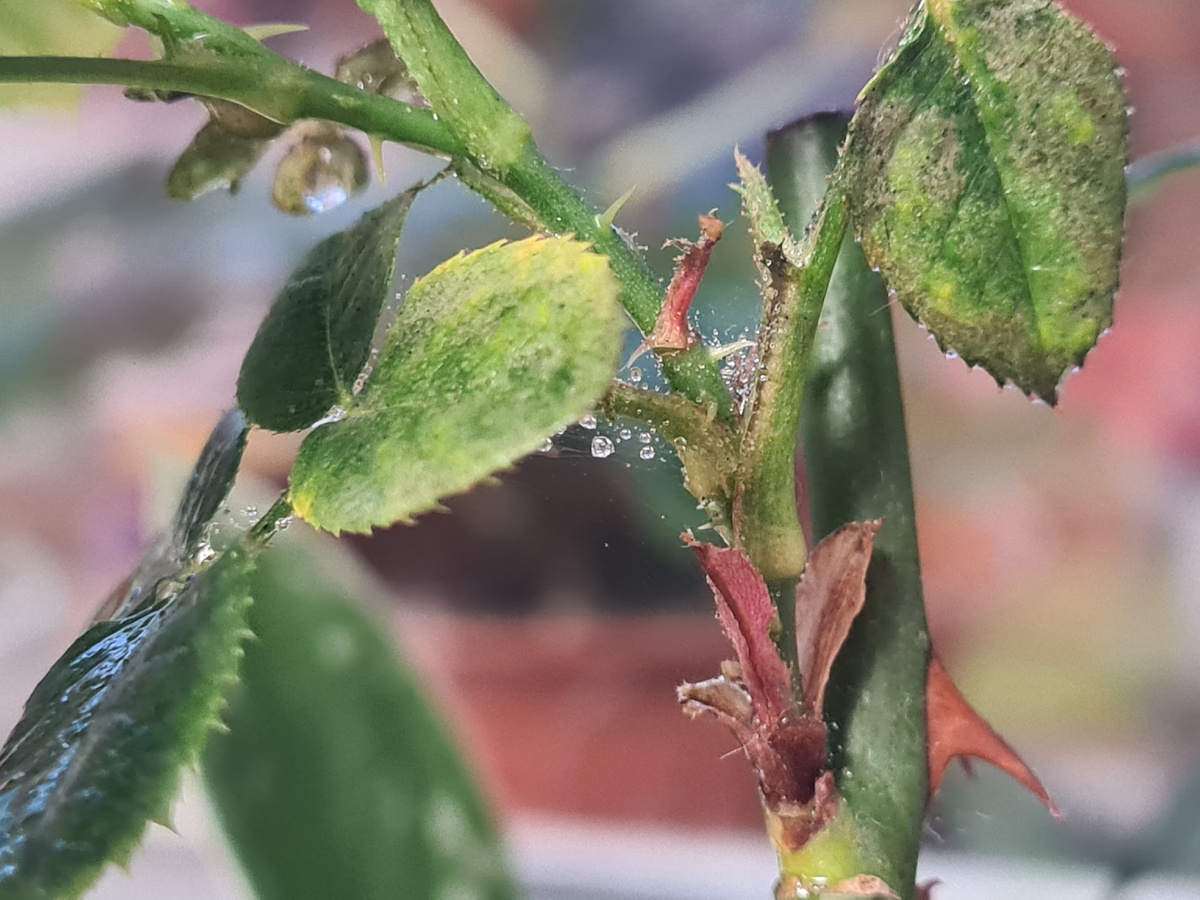 Очень хорошо видно паутинку, если опрыскать растение водой. Фото из личного архива.