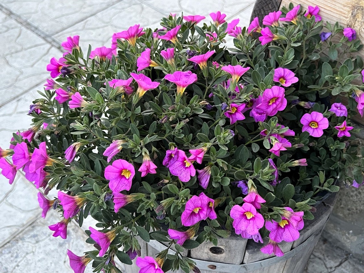 Калибрахоа, Фото автора.