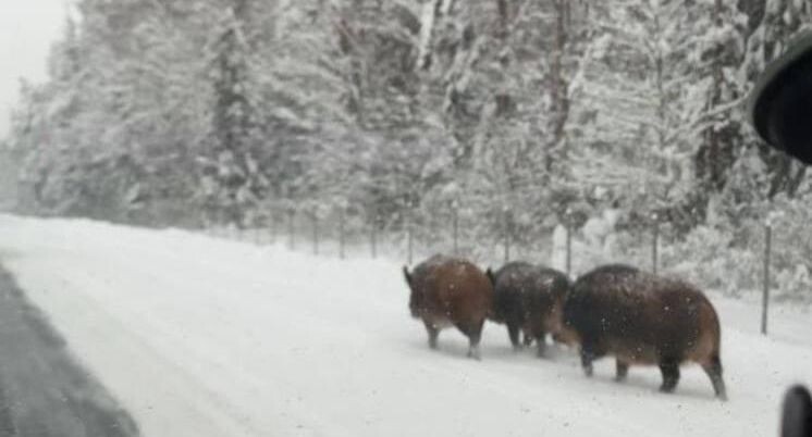    Telegram / «Москва с огоньком»
