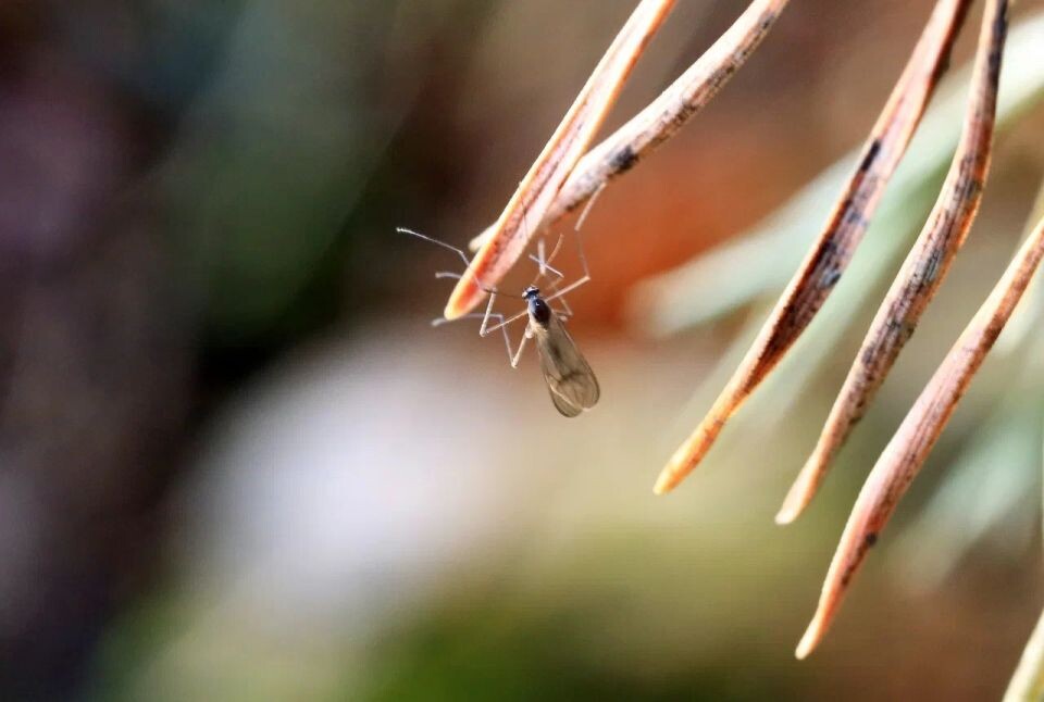    "Январское лето" на берегу Телецкого озера. Источник: Александр Лотов / Пресс-служба Алтайского биосферного заповедника