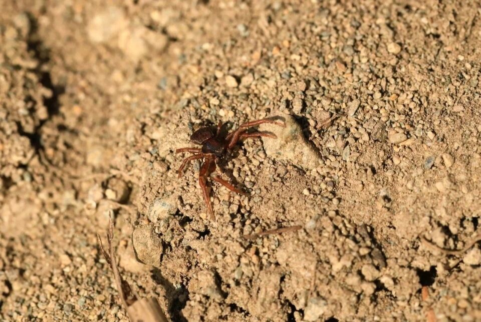    "Январское лето" на берегу Телецкого озера. Источник: Александр Лотов / Пресс-служба Алтайского биосферного заповедника