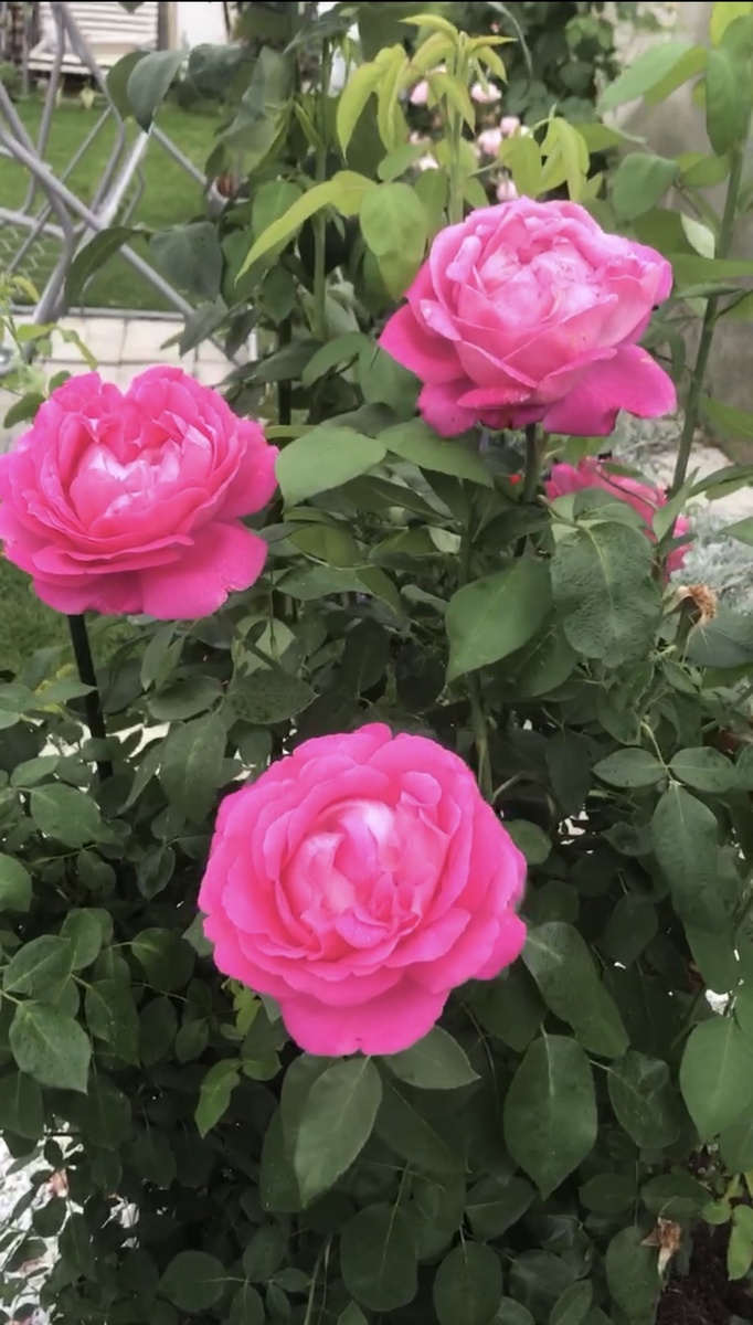 Роза Луис Одьер