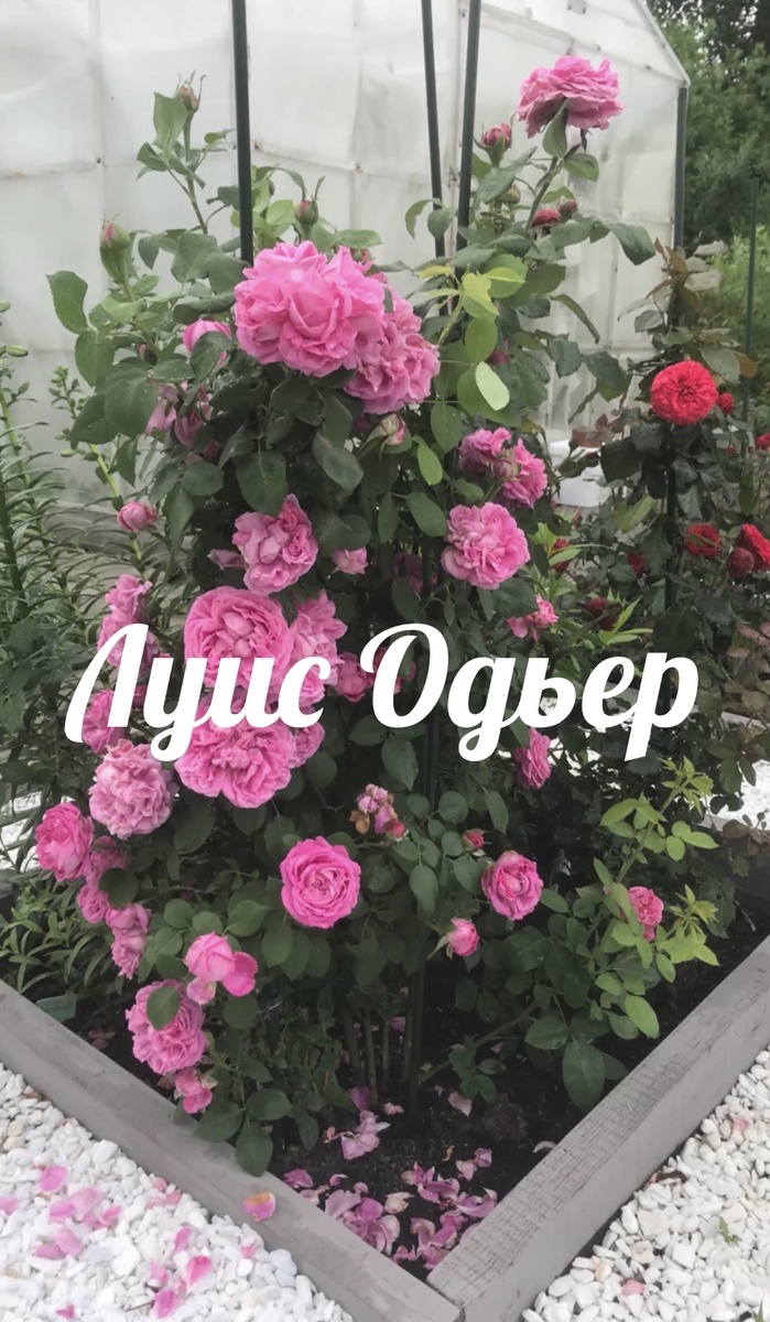 Роза Луис Одьер 