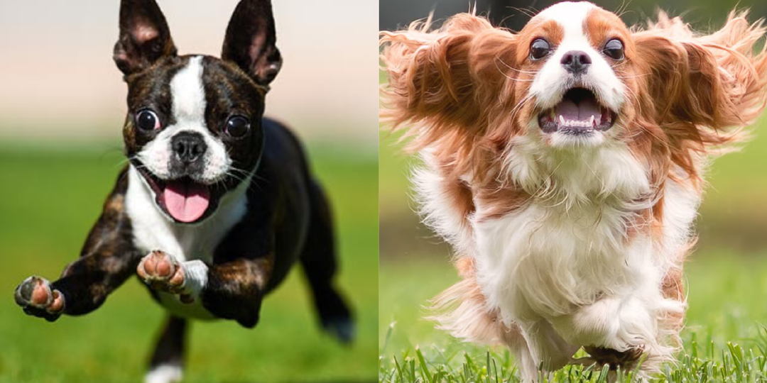 10 пород собак, с которыми не придется часами гулять каждый день