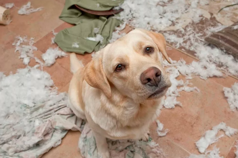 Как у щенка формируется агрессия: разбор реального случая